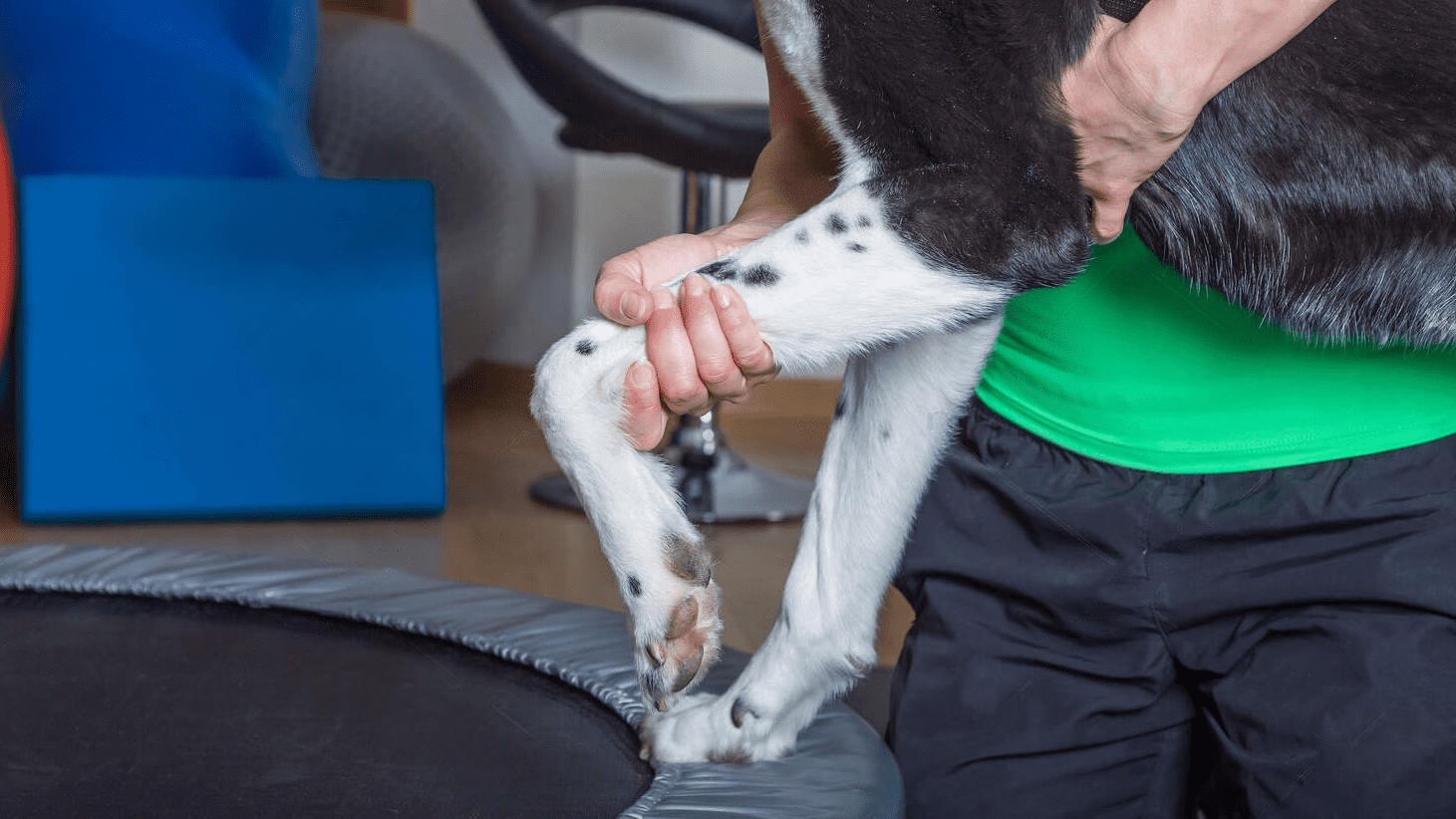 Best Dog Food for Arthritis and Joint Health