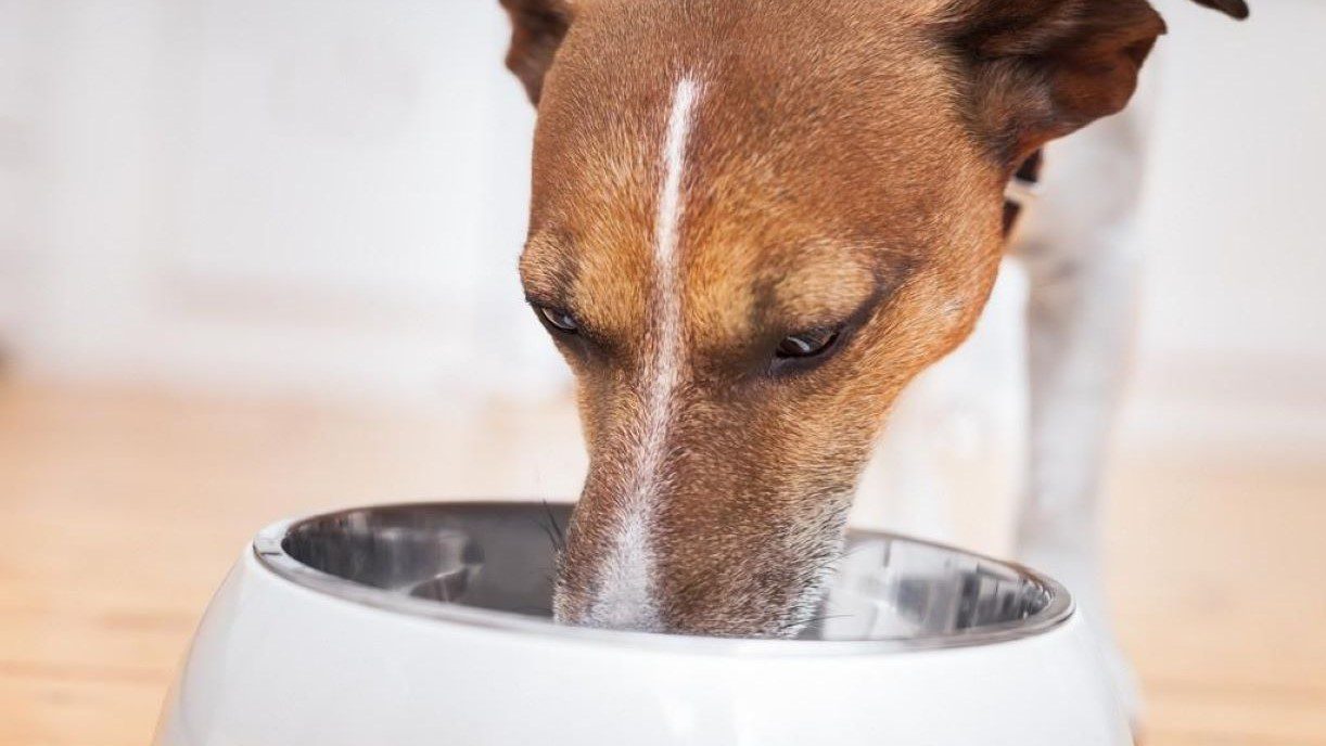 Best Meal Plan for Dogs