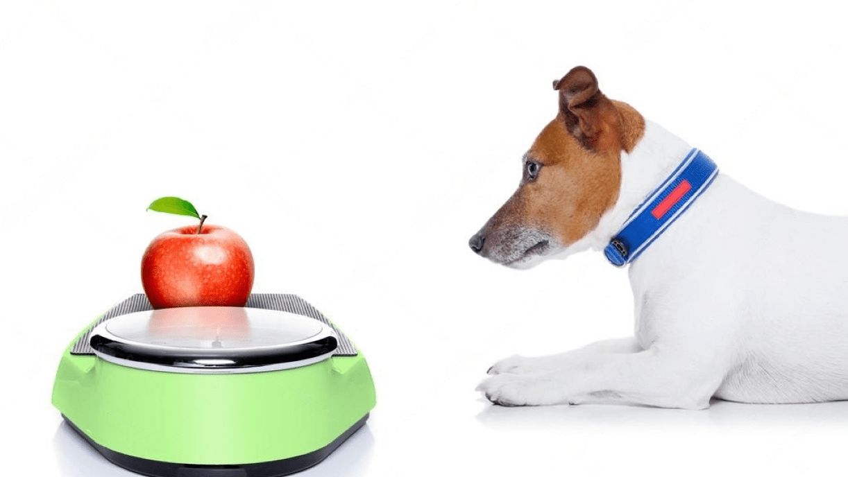 Can Dogs Eat Fruits