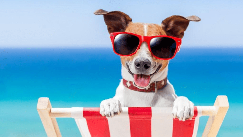 Dog Packing List for Beach Fun