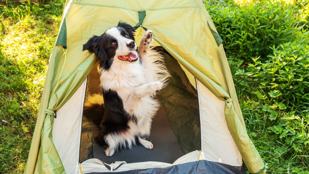 Dog Packing List for Camping Trip