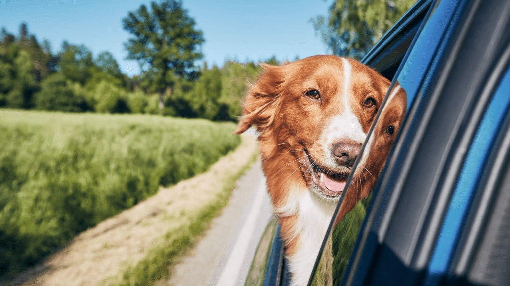 Dog Packing List for Road Trip