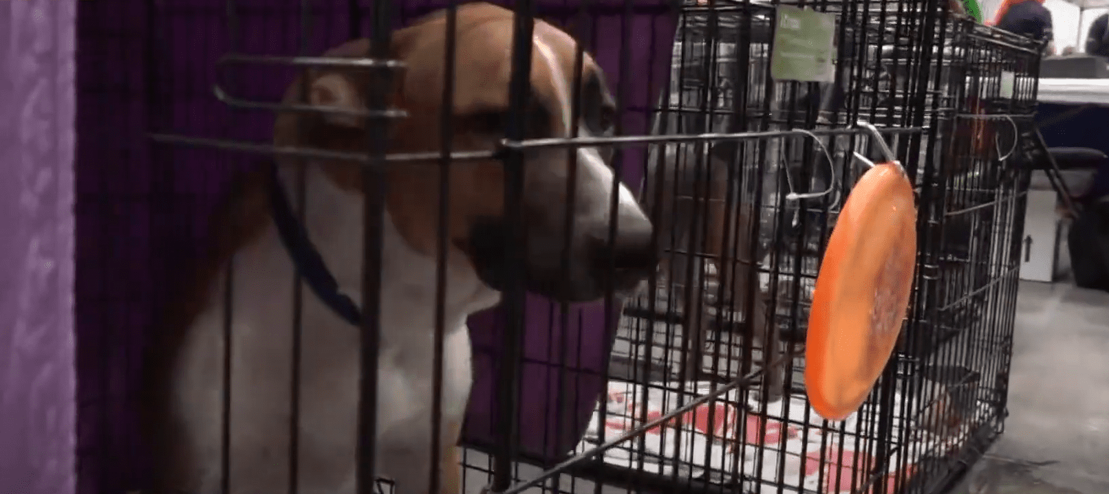 Hillsborough County Dog Adoption Event