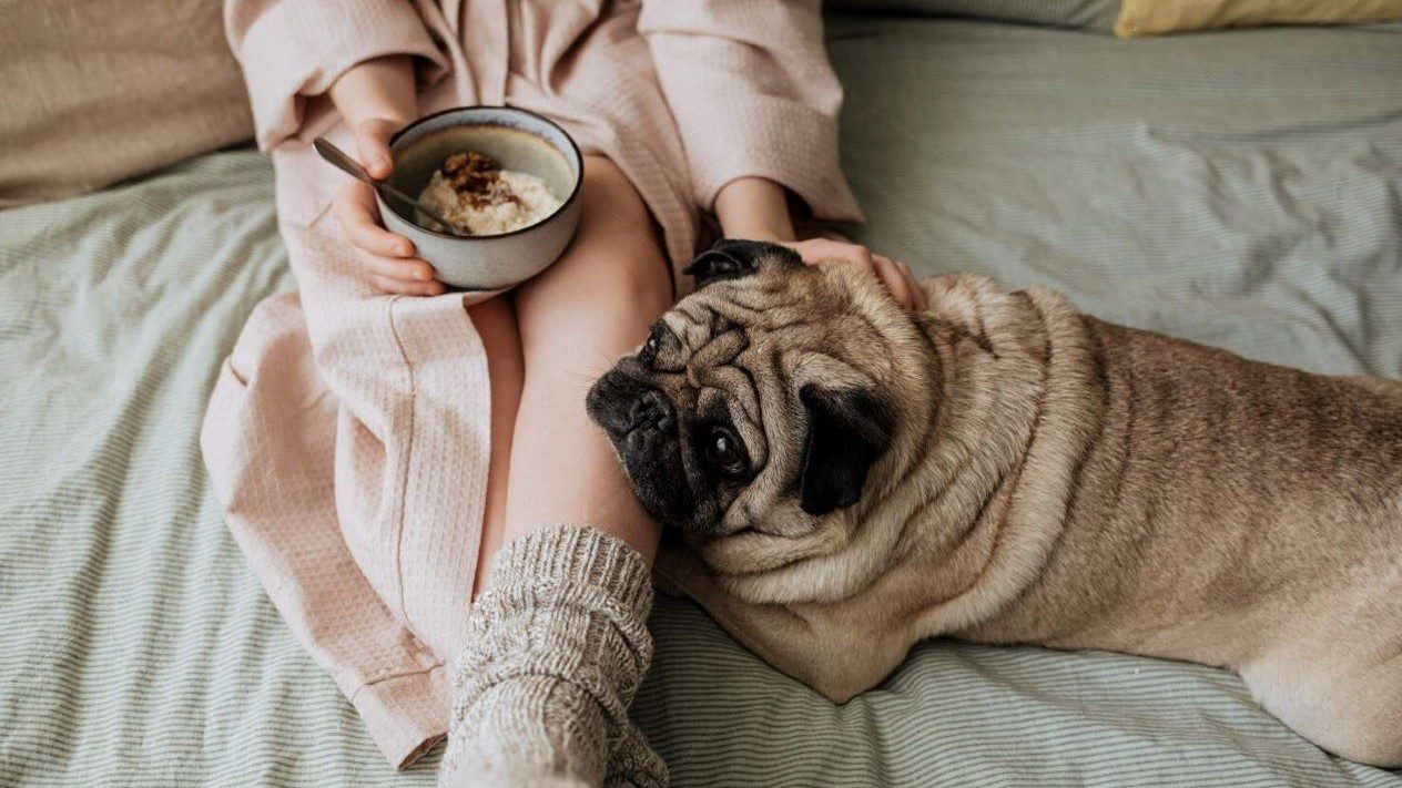 Homemade Food for Dogs to Gain Weight