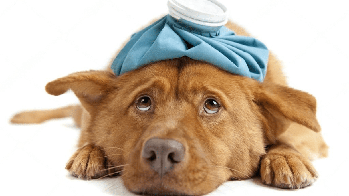 How to Treat Fading Puppy Syndrome at Home