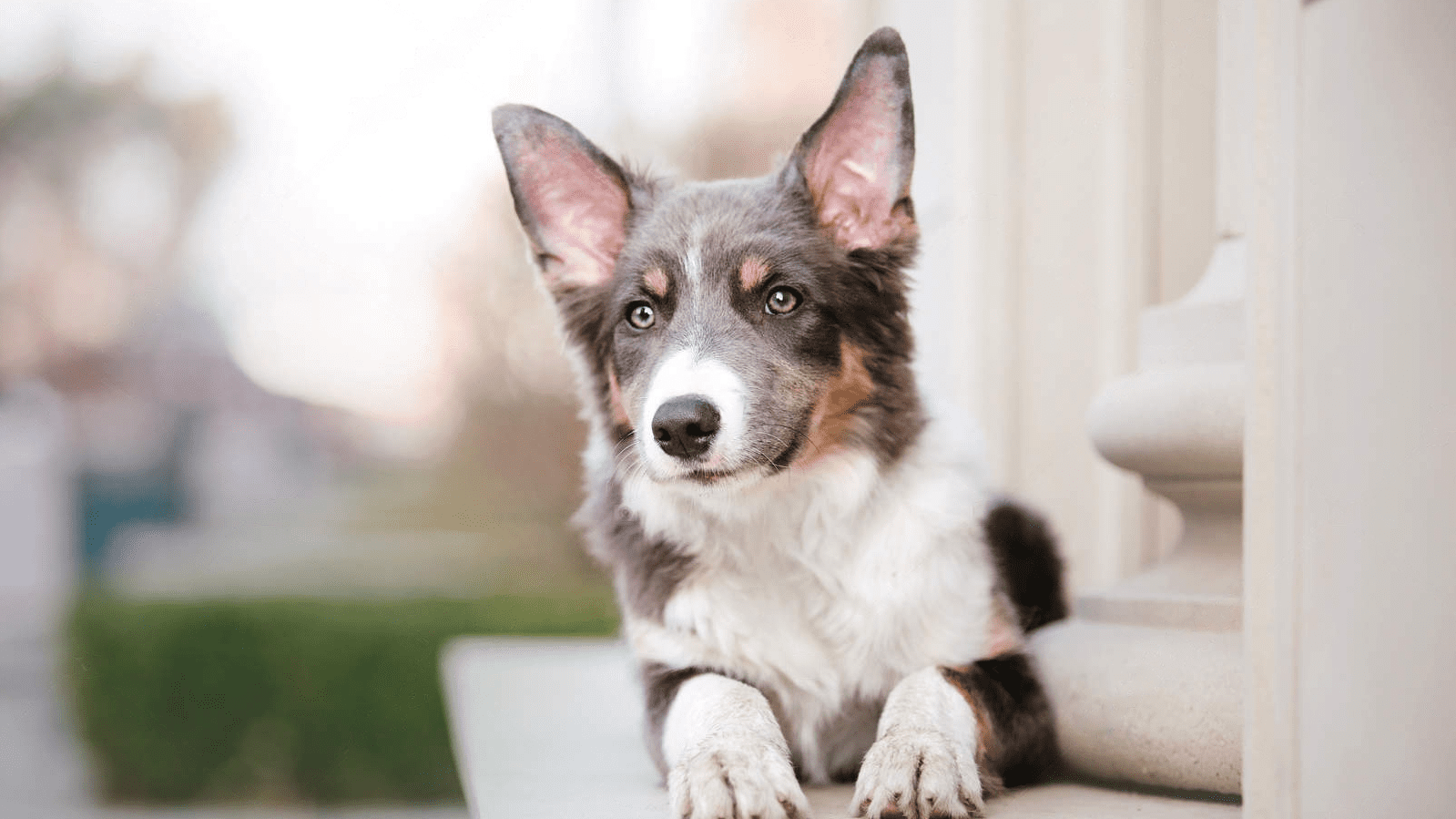 Interesting Facts about Dogs
