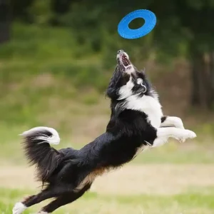 Nerf Dog Flyer Frisbee 2