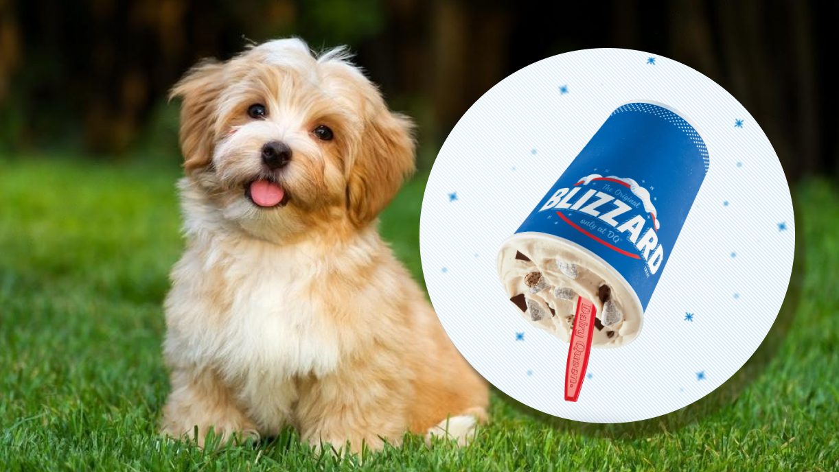 What is in a Puppy Chow Blizzard? Few Questions & their Answers