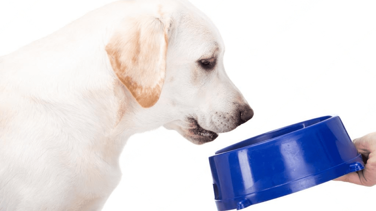 Why Puppies Stop Eating