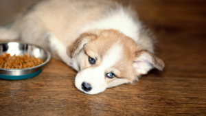 Why Puppy Is Not Eating Much